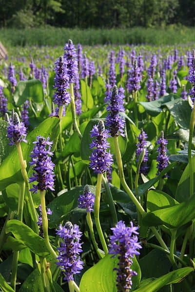 Pickerelweed