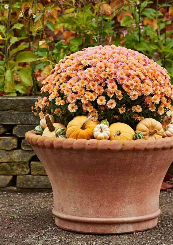 Autumn Bliss Chrysanthemum Pot