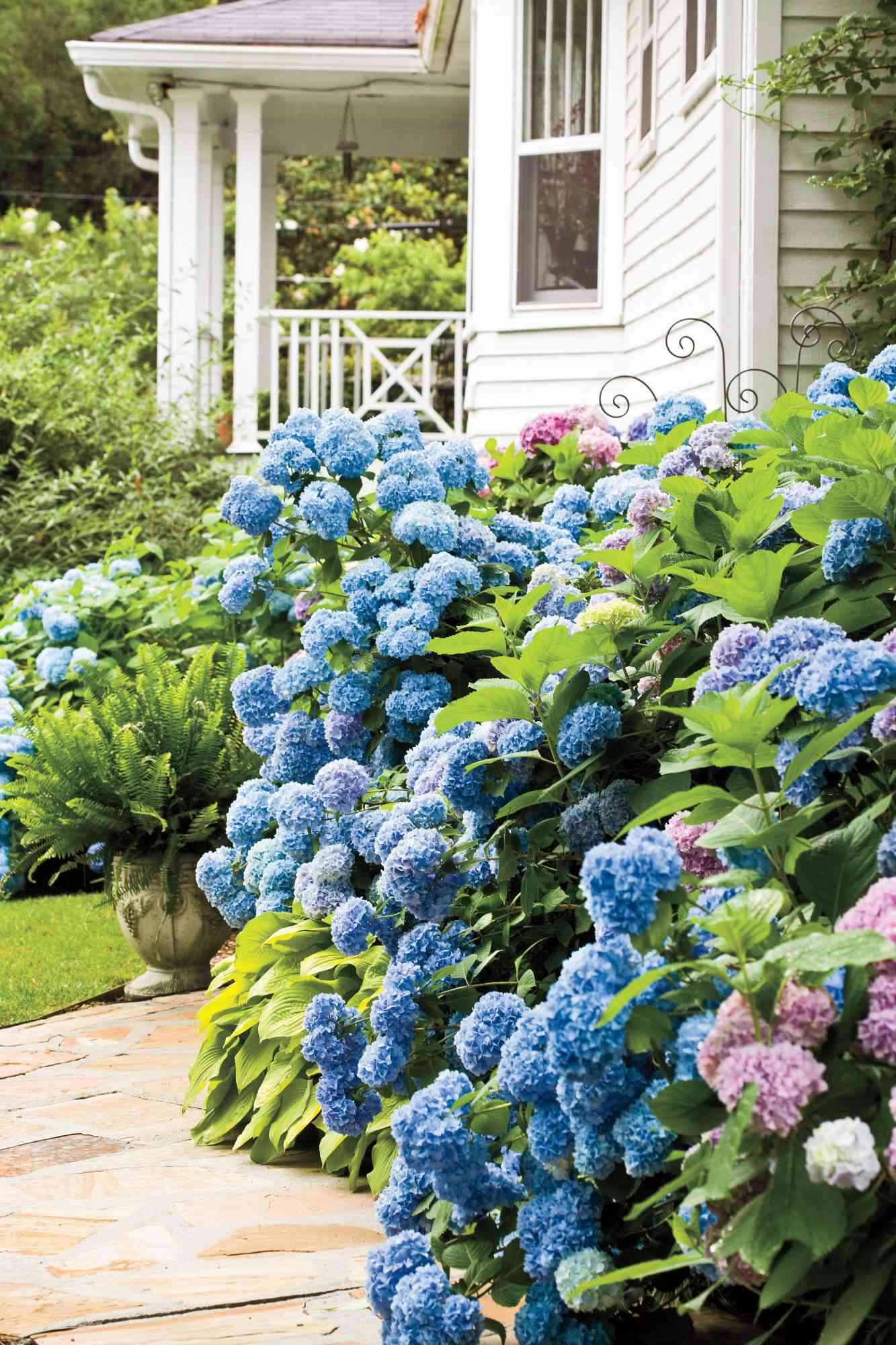 Hydrangeas 