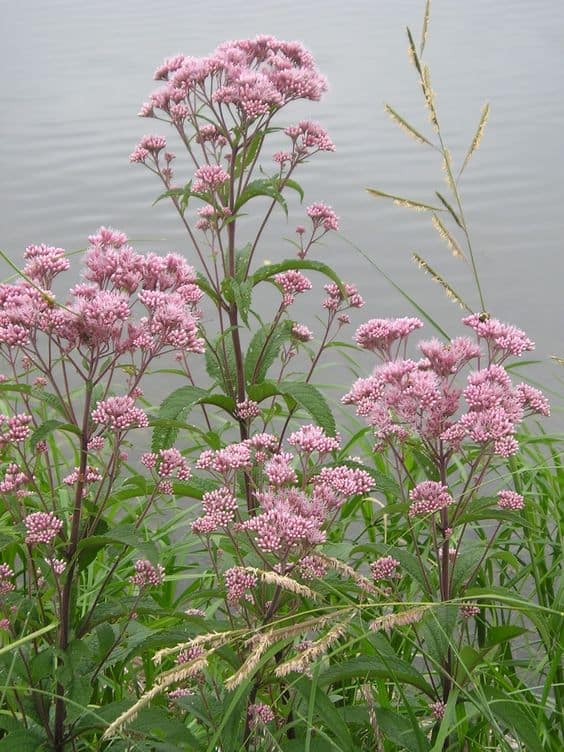 Joe-Pye Weed