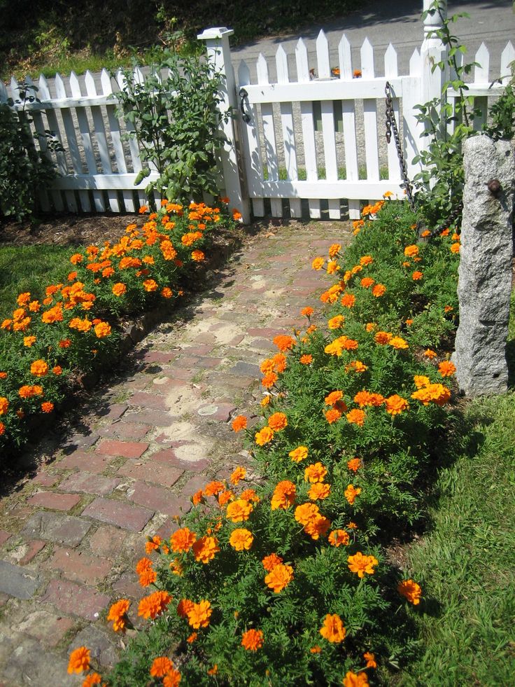 Marigolds