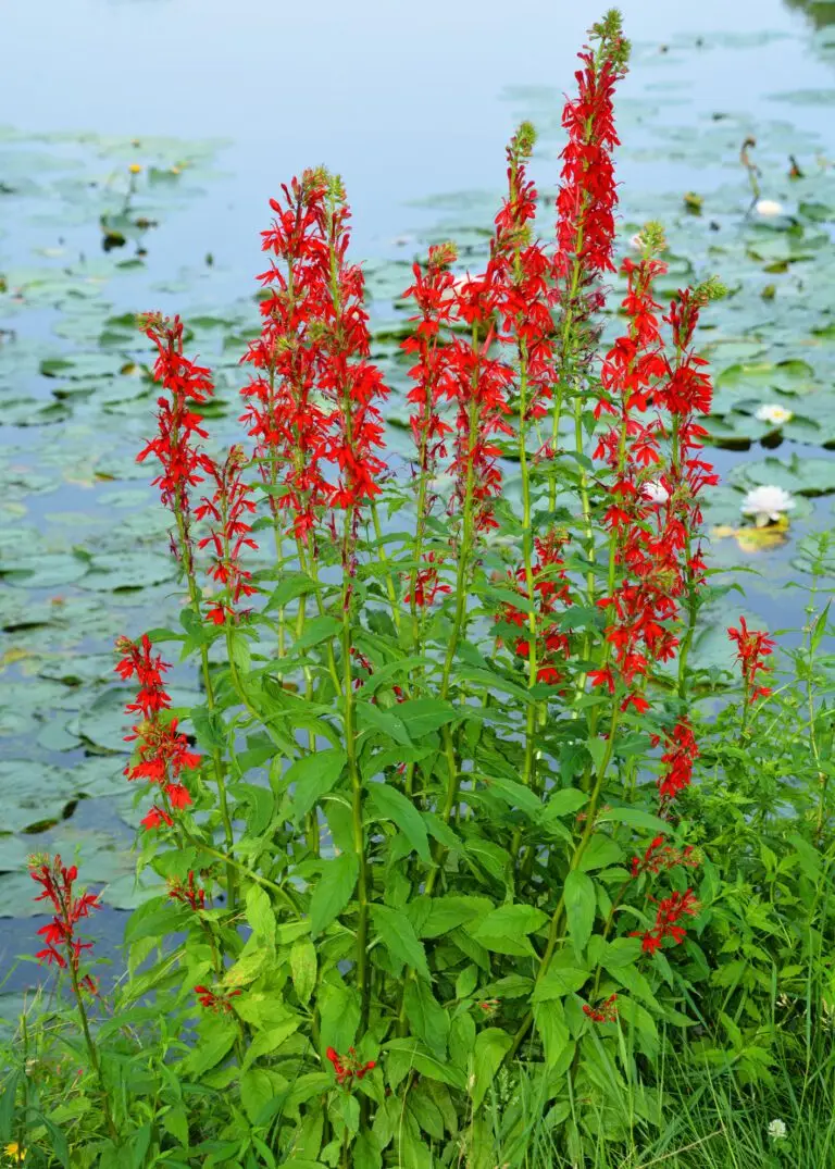 Cardinal Flower