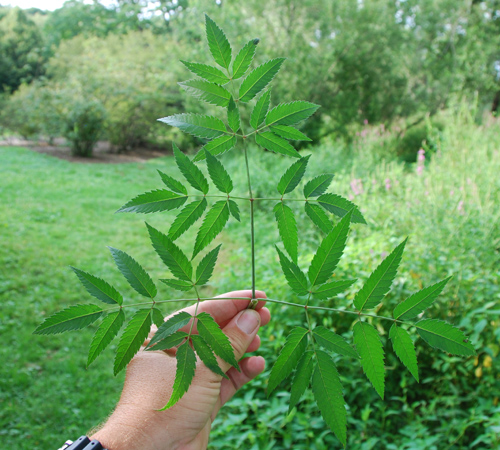 Top 10 Common Wild Plants Around Us That Are Surprisingly Poisonous and Dangerous