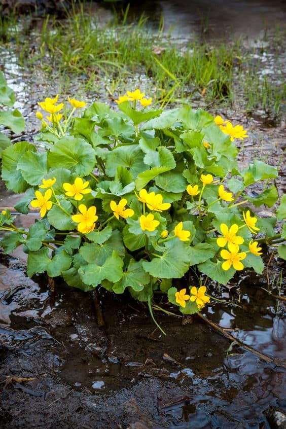 Marsh Marigold