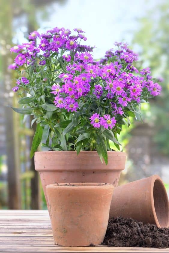 Aster Radiance Pot