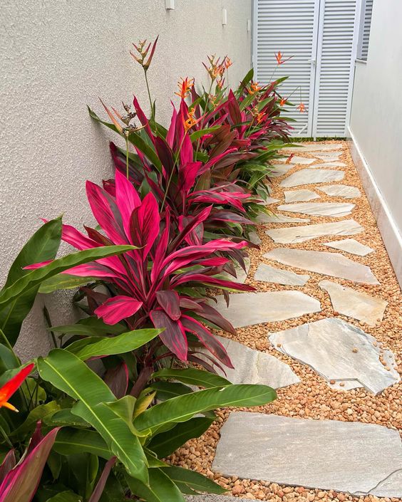 Cordyline Plants