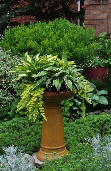 Lush Hosta Birdbath Planter