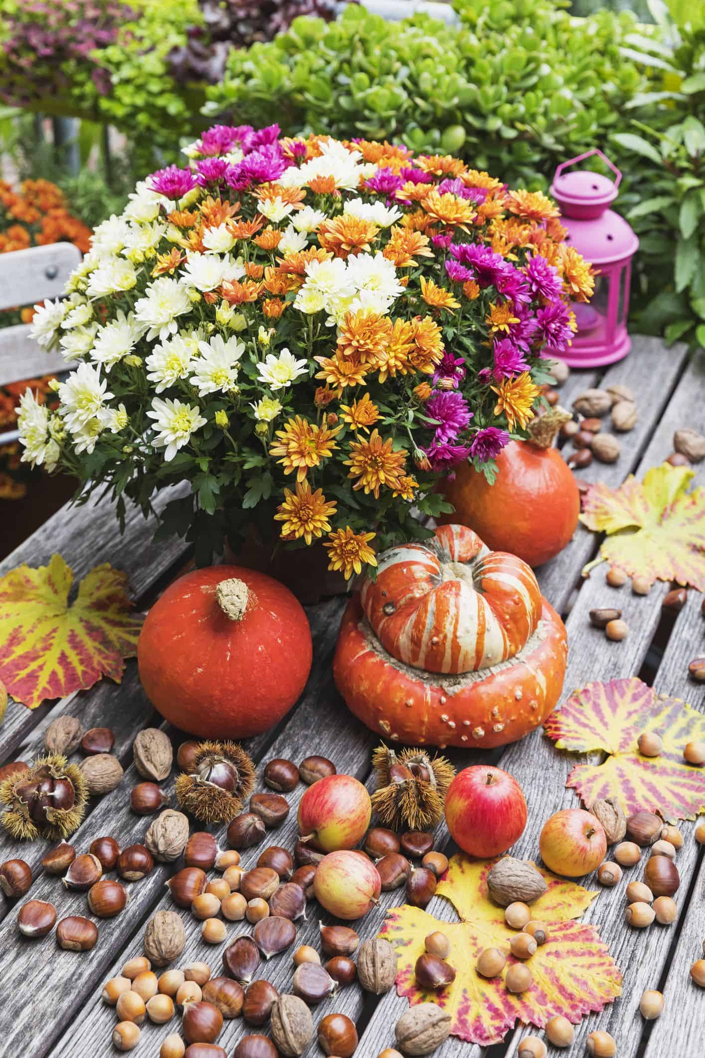 Vibrant Autumn Harvest Display