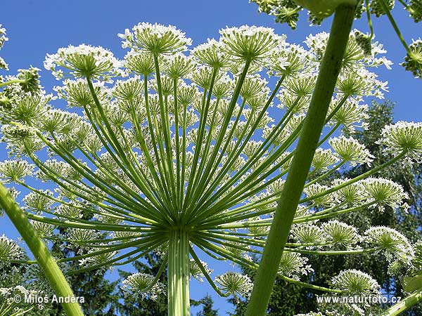 Top 10 Common Wild Plants Around Us That Are Surprisingly Poisonous and Dangerous