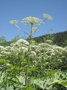 Top 10 Common Wild Plants Around Us That Are Surprisingly Poisonous and Dangerous