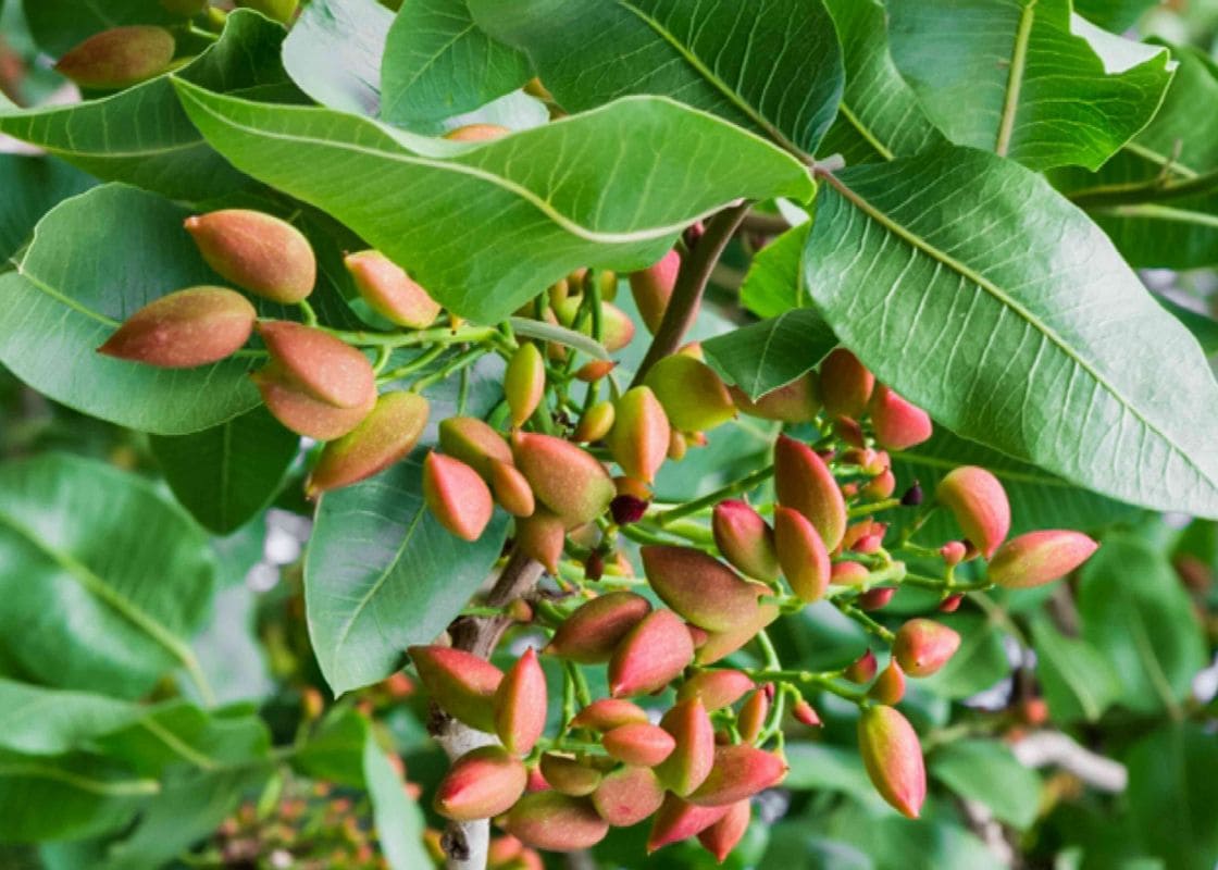 A Full Guide to Growing Pistachio Trees From Store-Bought Pistachios