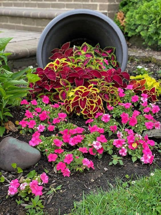 Radiant Coleus Cascade