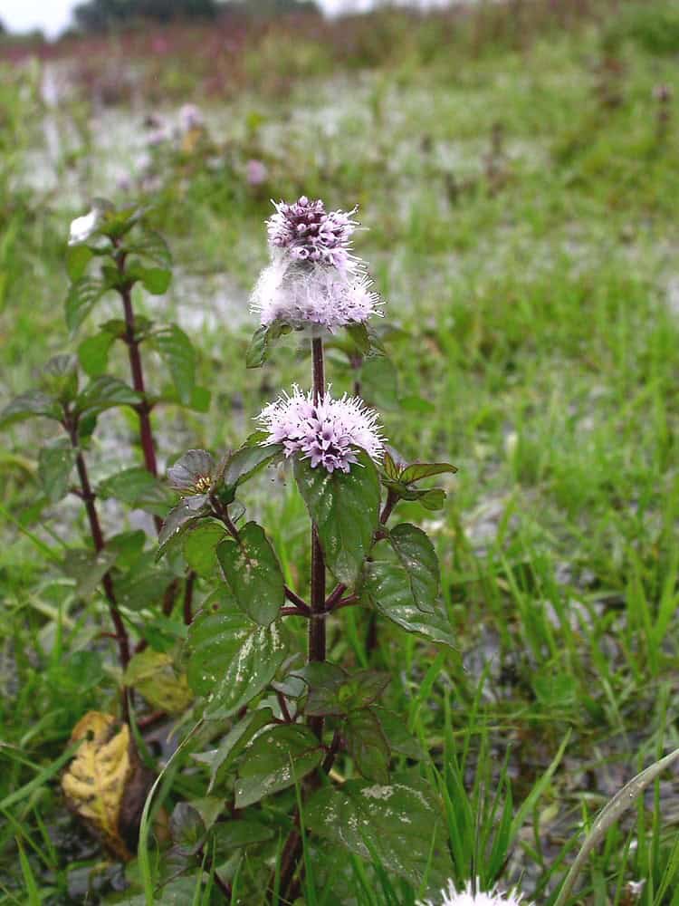 Water Mint