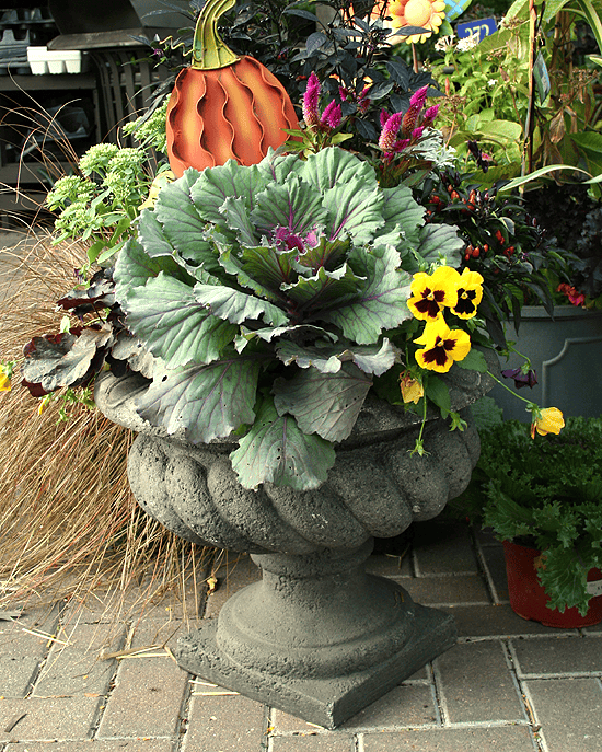 Bold Ornamental Kale Display