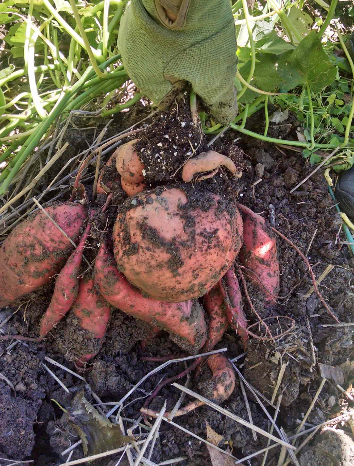 Harvesting the Sweet Potatoes