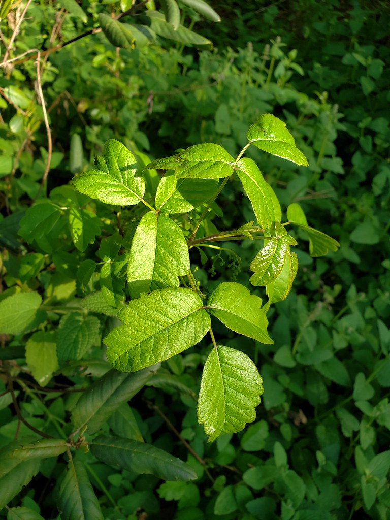 Top 10 Common Wild Plants Around Us That Are Surprisingly Poisonous and Dangerous