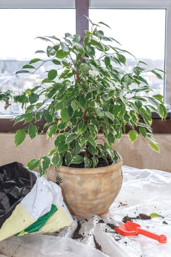 Graceful Ficus Benjamina Beauty