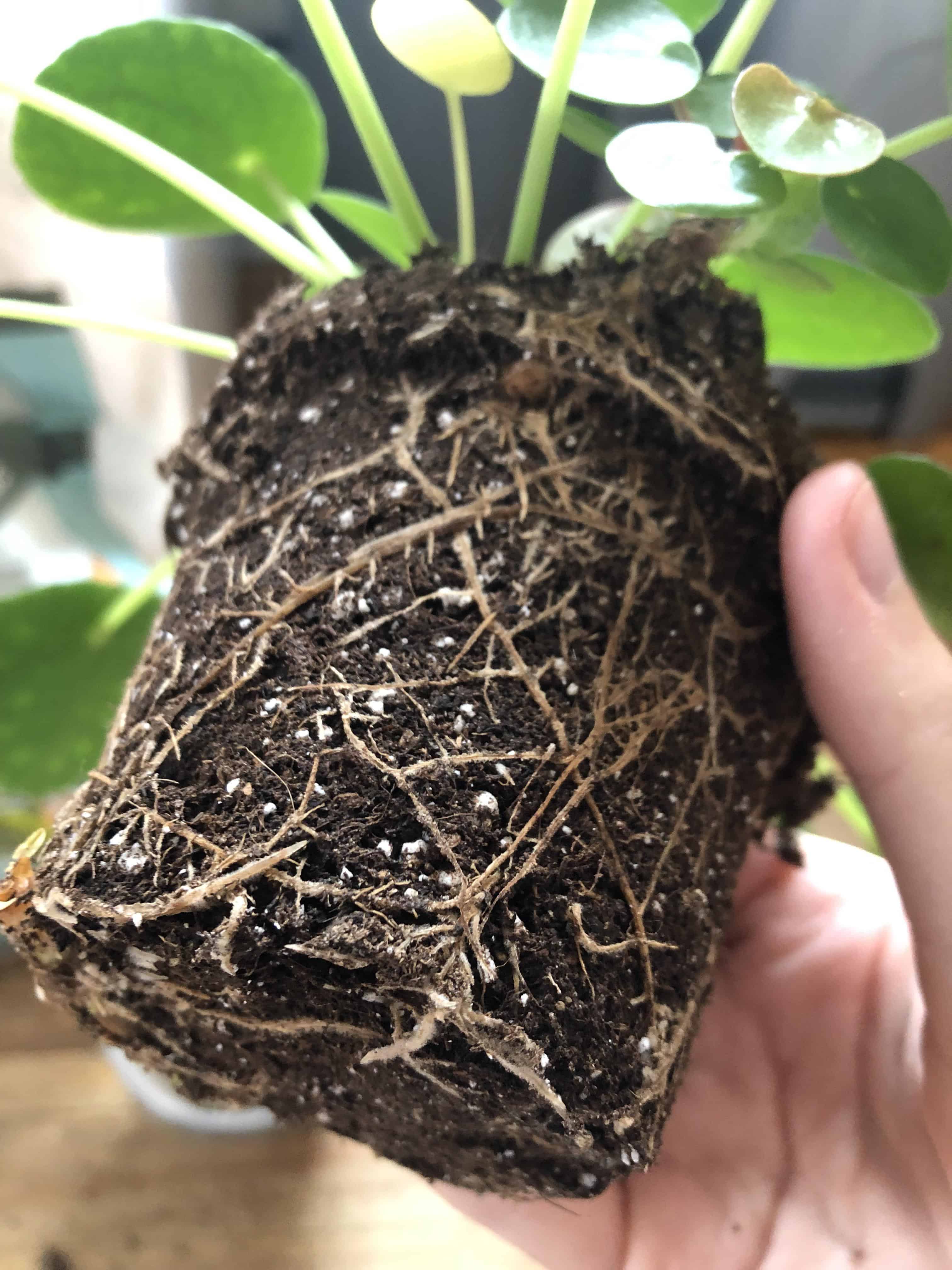 Root rot on Chinese money plant