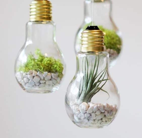 Hanging Bulb Terrariums