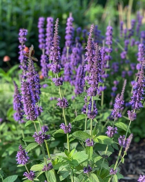 Ornamental Appeal of Anise Hyssop