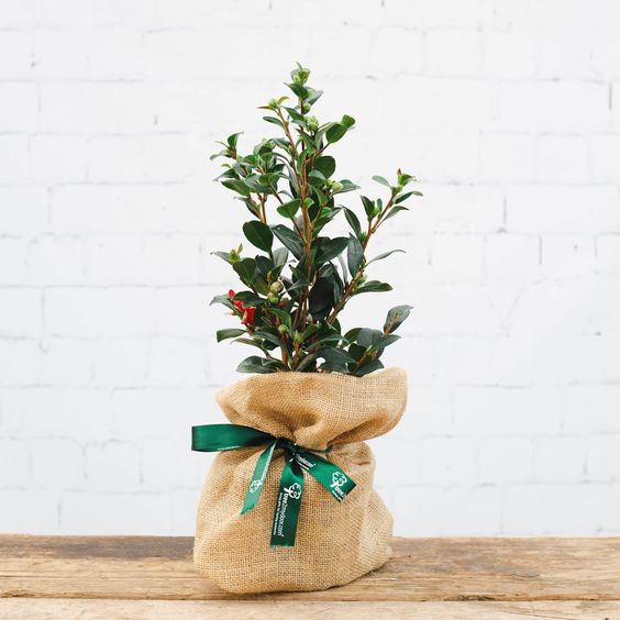 Charming Holly Sprig Delight