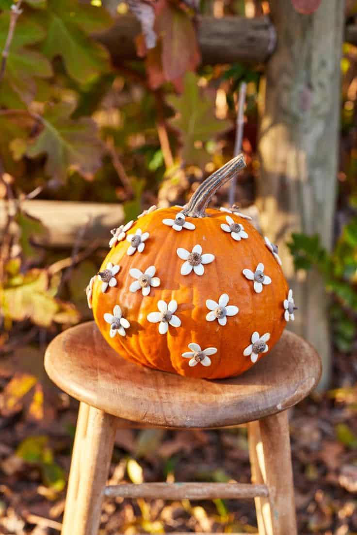 Charming Daisy-Adorned Pumpkin Delight