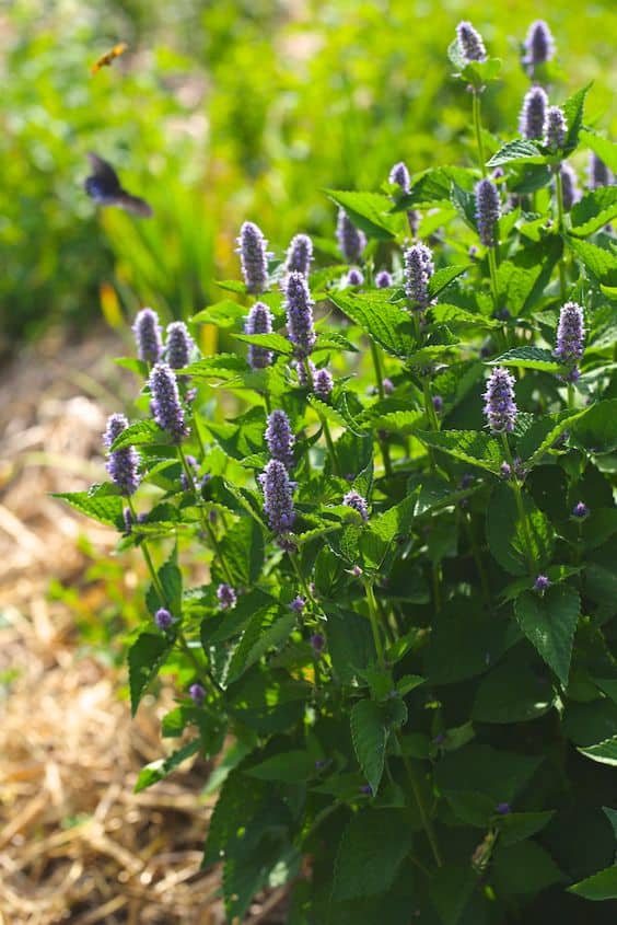 Drought Tolerant of Anise Hyssop