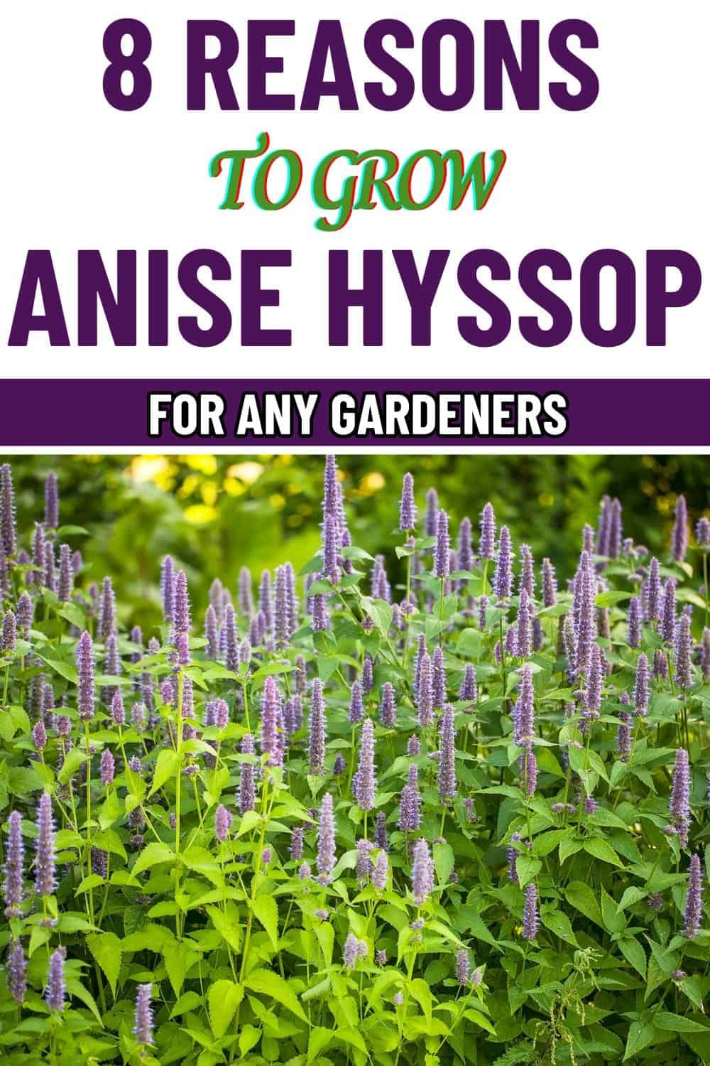 8 Impressive Reasons Why You Should Grow Anise Hyssop in Your Garden