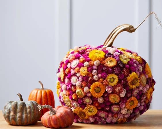 Vibrant Chrysanthemum Pumpkin Masterpiece