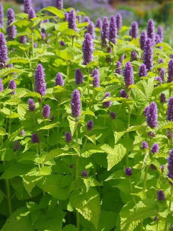 Long Blooming Season of Anise Hyssop