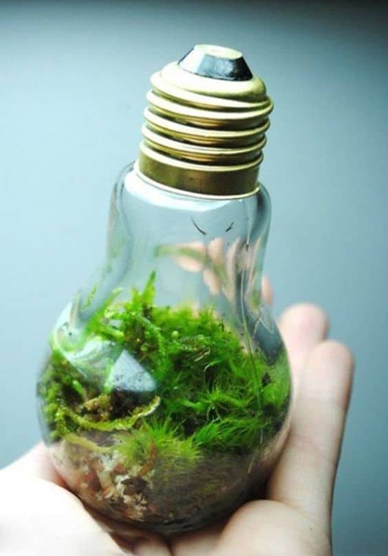 Lush Miniature Terrarium Bulb