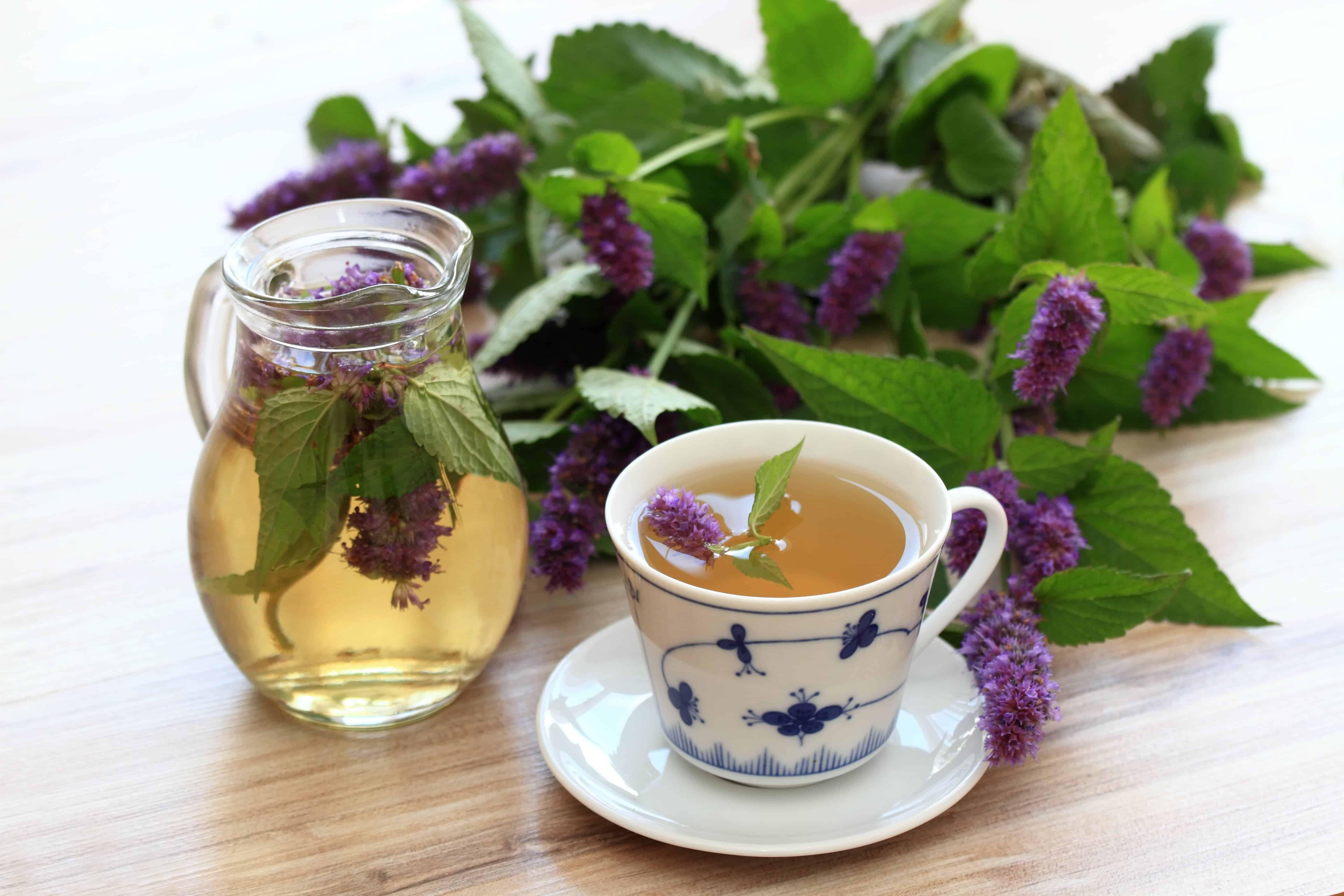 Medicinal Benefits of Anise Hyssop