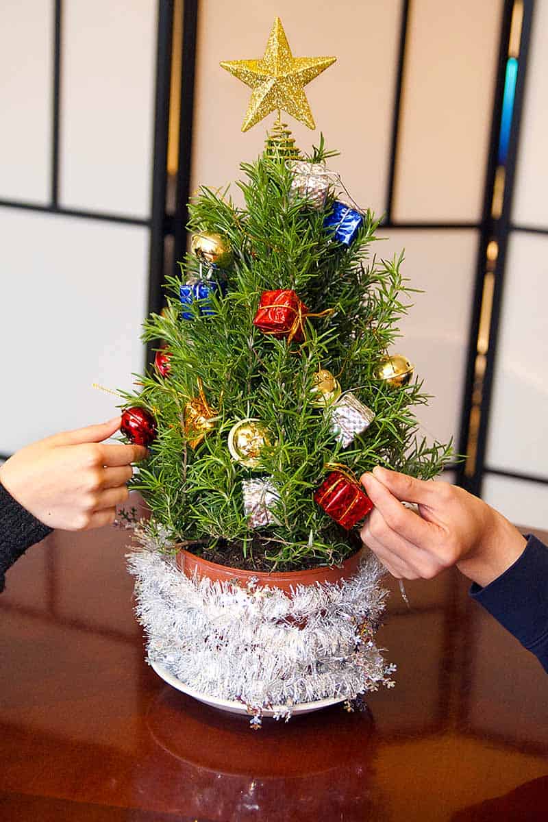 Charming Festive Rosemary Tree