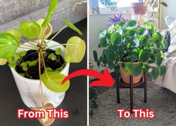 Guide on Caring for Chinese Money Plant