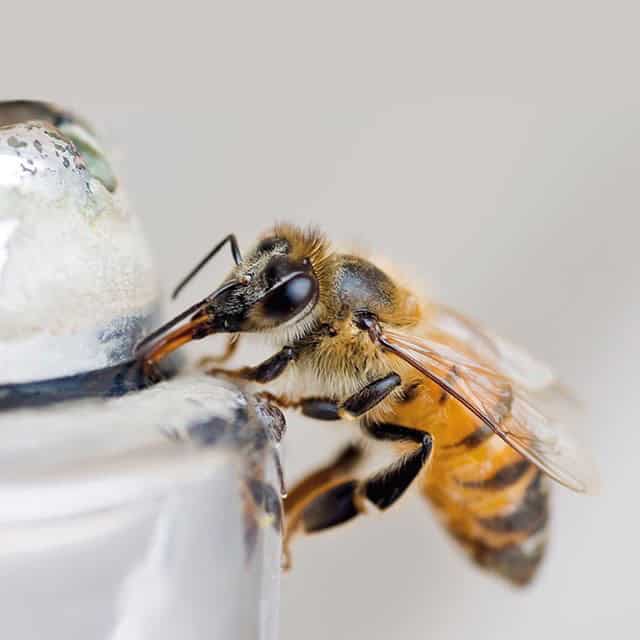 How A Spoon of Sugar Can Help Exhausted Bees