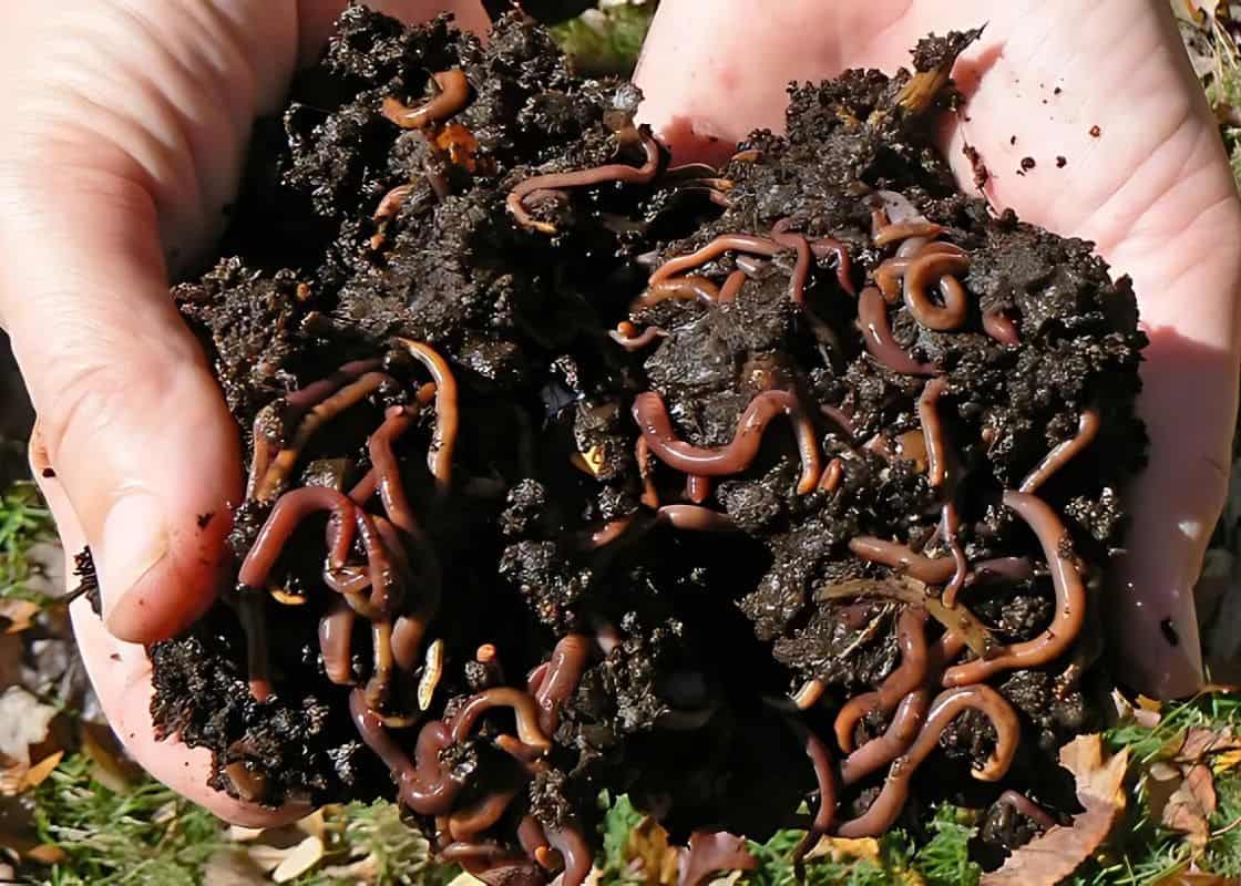 4 Effective Strategies to Welcome Earthworms into Your Garden