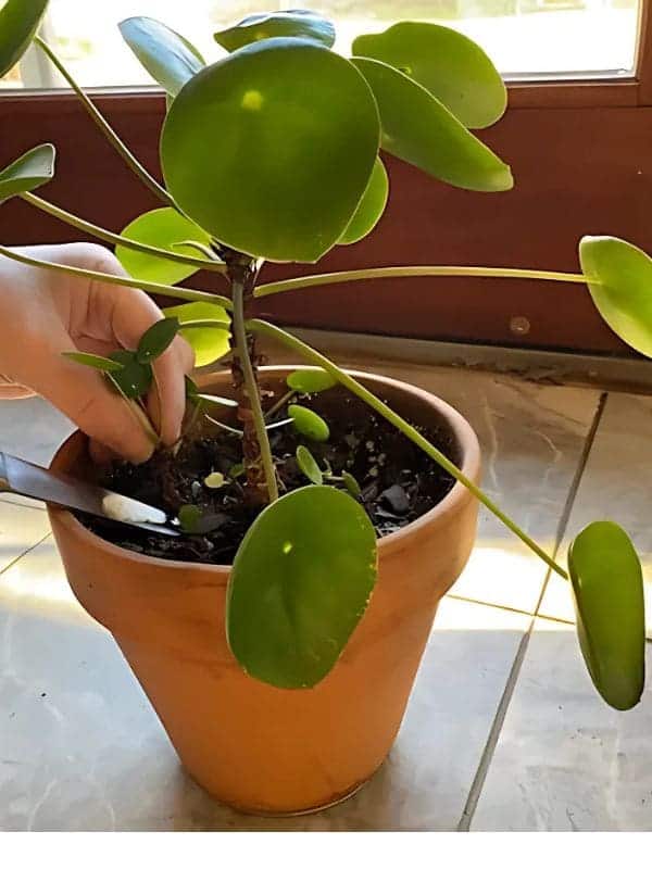 Propagation Chinese Money Plant