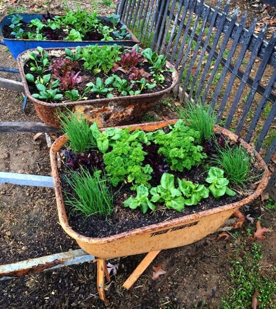 Repurposed Wheelbarrow Raised Garden Bed