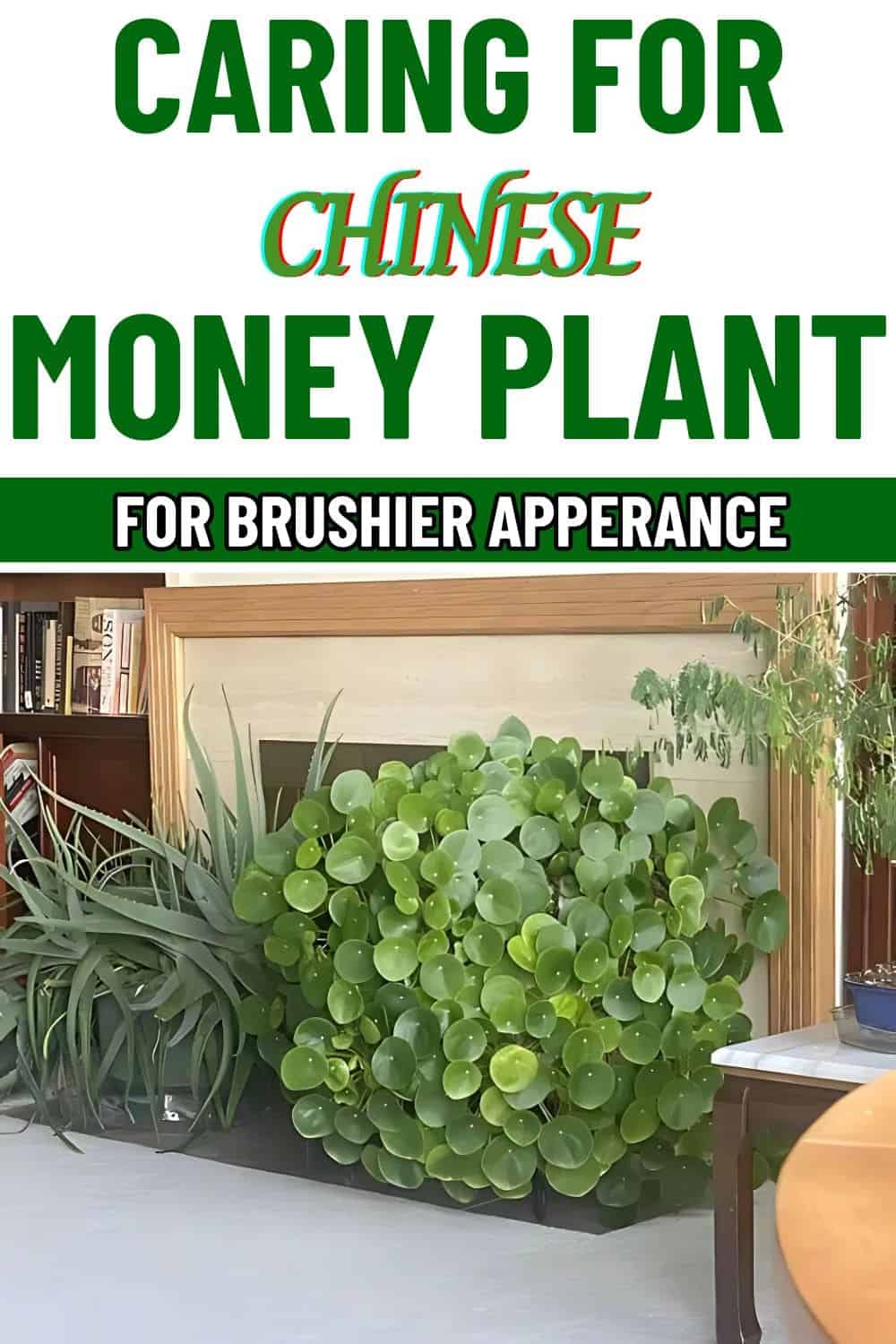 The Ultimate Guide to Caring for Chinese Money Plant