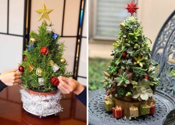 Top 12 Stunning Houseplant Alternatives to Traditional Christmas Trees