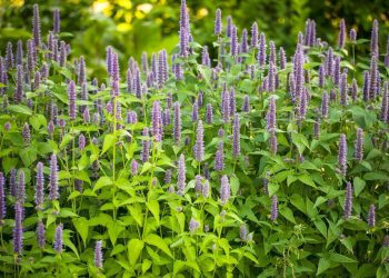 Why Should We Grow Anise Hyssop