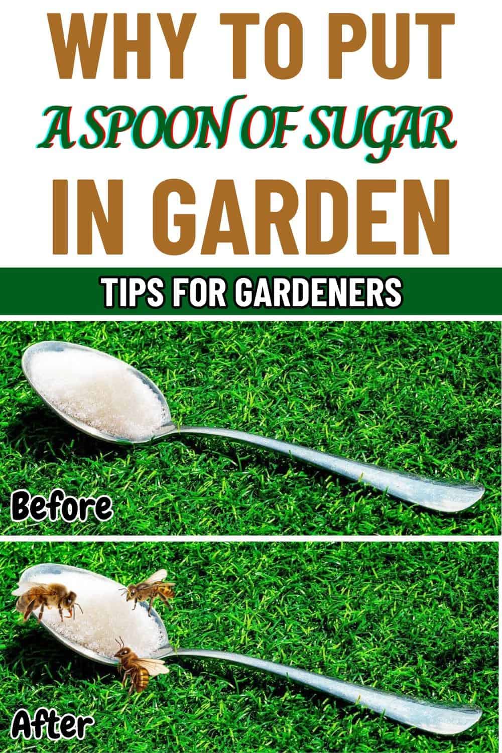 Why Should We Put A Spoon of Sugar In The Backyard