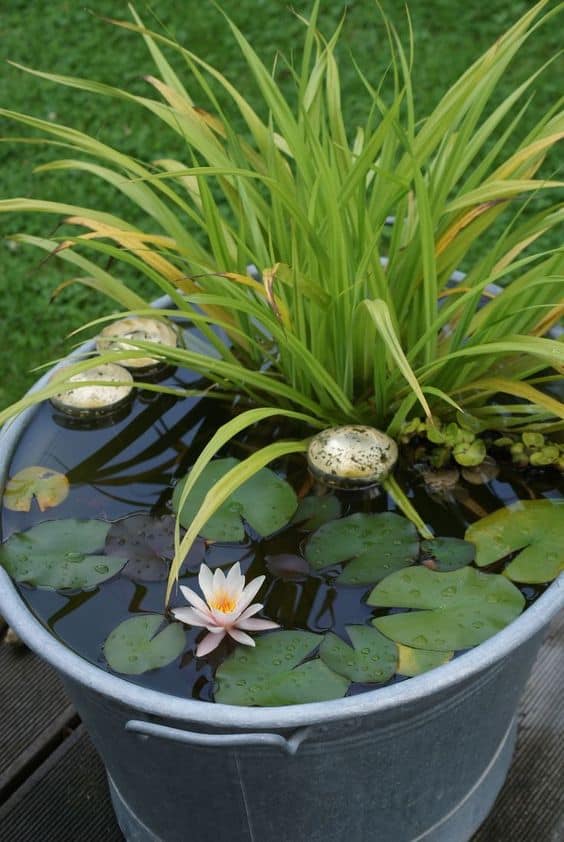 Minimalist Bucket Pond