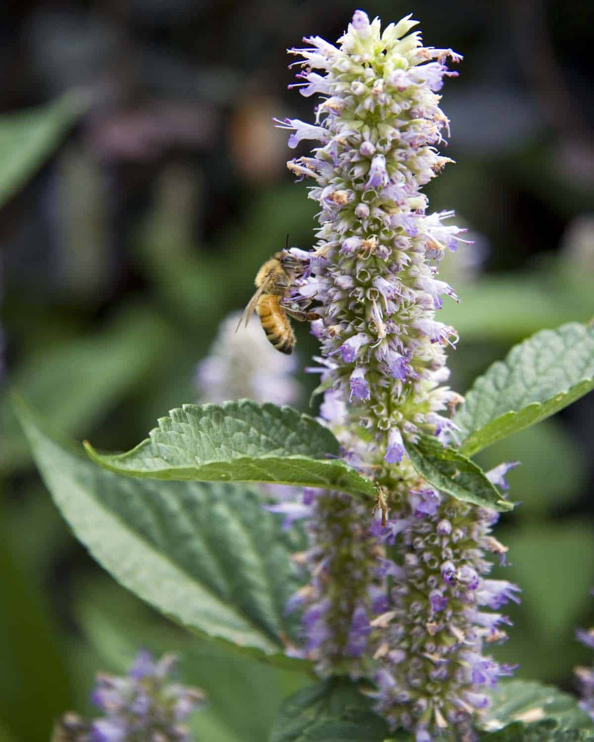 Anise Hyssop Attracts Pollinators