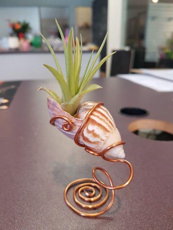 Shell Wrapped Air Plant Holder