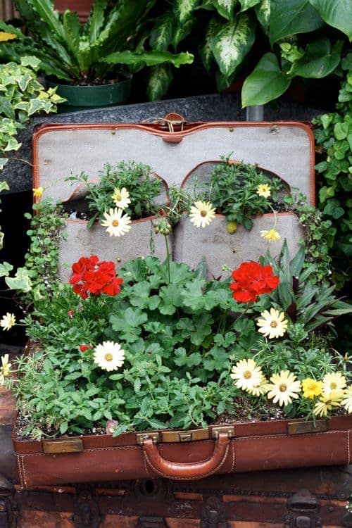 Vintage Suitcase Garden