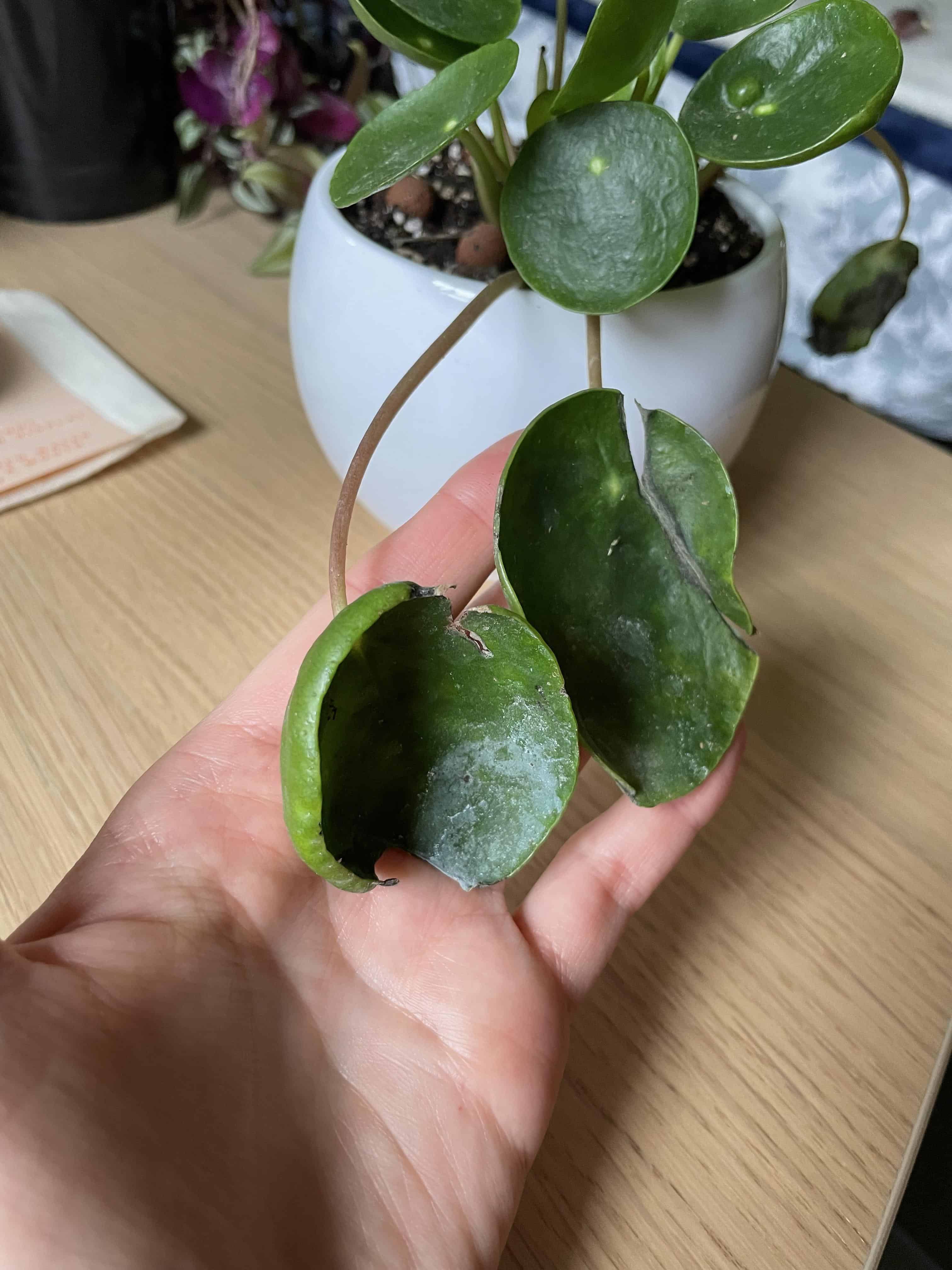 Curling leaves on Chinese money plant