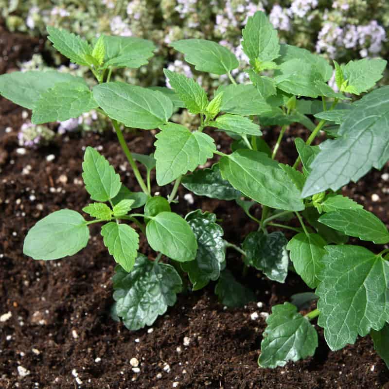 Anise Hyssop Is Easy to Grow