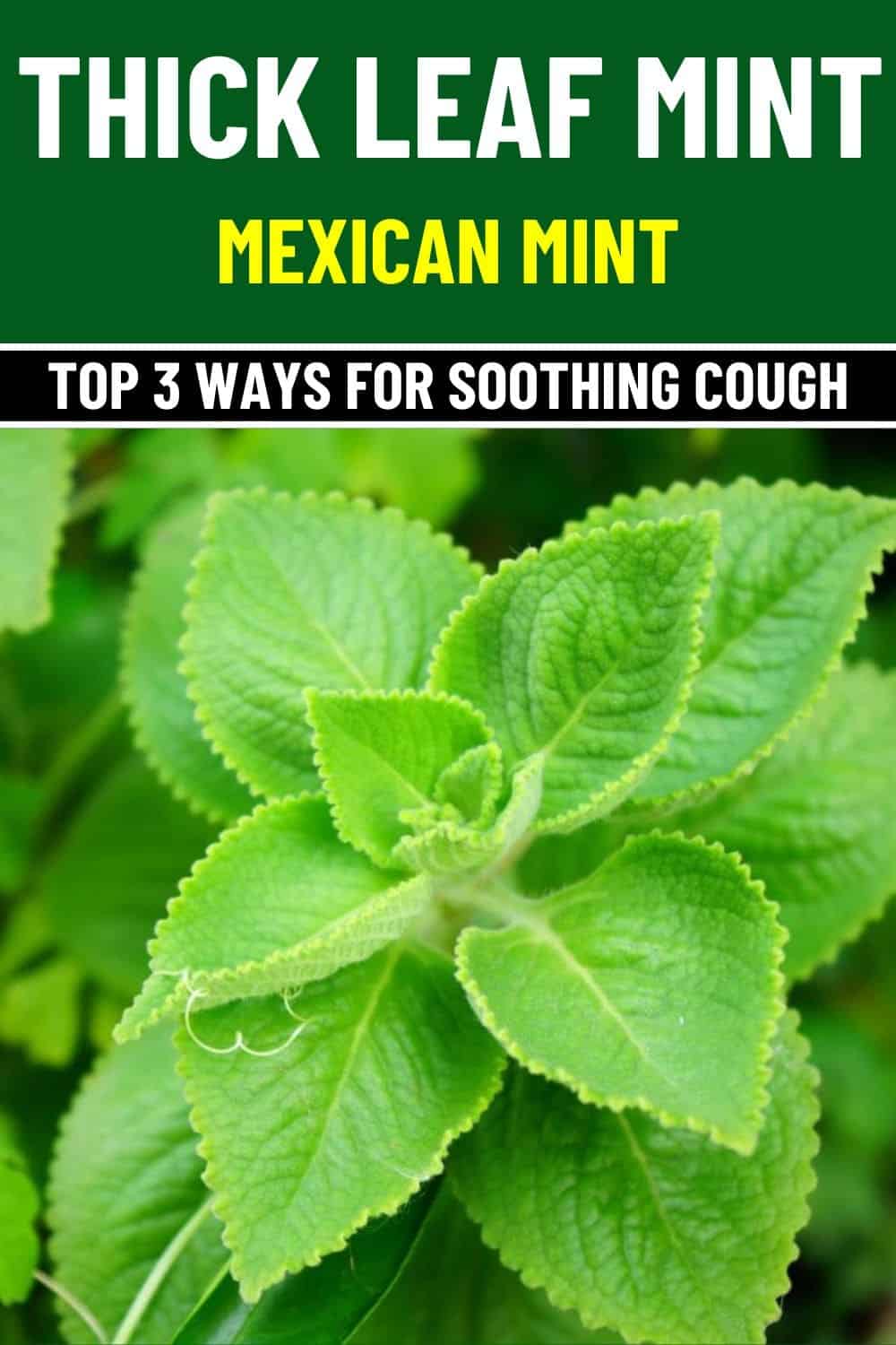 3 Powerful Ways Thick Leaf Mint Can Soothe Your Cough Naturally