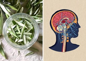 Top 6 Health Benefits of Olive Leaves And Recommended Dosage